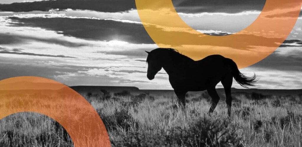 Wyoming horse decrypt style gID 7 1024x500