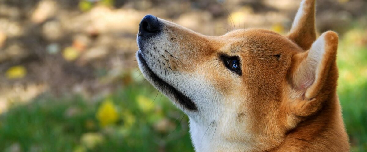 Patricia hellinger 9lMv4aHhuRQ unsplash 1 1200x500