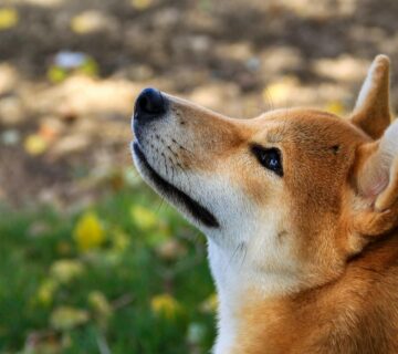 Patricia hellinger 9lMv4aHhuRQ unsplash 1 360x320