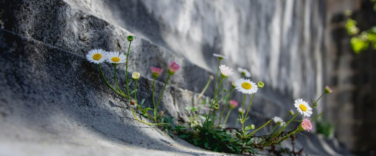 Sandra grunewald icB9CXGEOh0 unsplash 1200x500