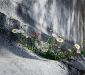 Sandra grunewald icB9CXGEOh0 unsplash 360x320