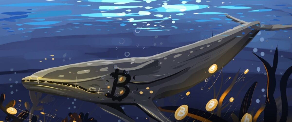 Whale 1 1200x500