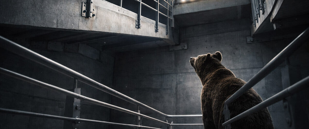 Bitcoin bounce bear 1200x500