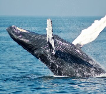 Photo 1568430462989 44163eb1752f 360x320